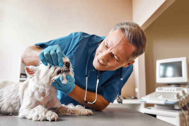 Best Weekend Emergency Dentist in Glasgow, MO
